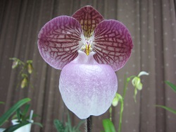 Paph.micranthum