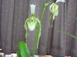 Paph.palishii f.album