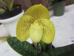 Paph.concolor