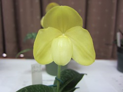 Paph.concolor f.album