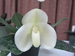 Paph.bellatulum f.album 'Clifford'