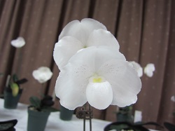 Paph.niveum