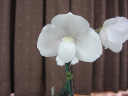 Paph.niveum