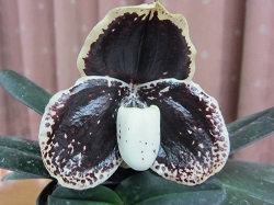 Paph.leucochilum