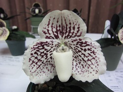 Paph.godefroyae 'M-Nobuko'