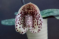 Paph.bellatulum`Yashima'