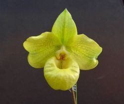 Paph.Norito Hasegawa‘Yashima’