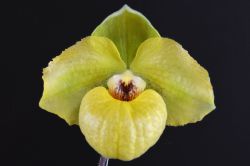 Paph.Norito Hasegawa‘Prophet’s Son’