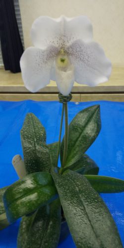 Paph.Tiny Ice Dancer