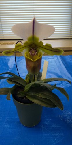 Paph.Bruno ‘Model’