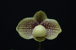 paph.Wossner Favourite 'Haru'