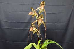 paph.Priuce Edward of York 'Saga'