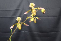 paph.haynaldianum'Mt,Ogura