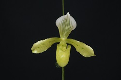 paph.tonsum'Sachi'