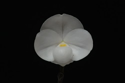 paph.niveum 'Oka'