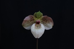 paph.Fanaticum 'Haru'