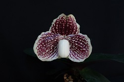 paph.leucochilum 'Haru'