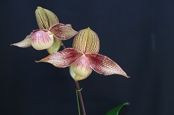 paph.rothschildianum×hangianum 'Y Chikako'