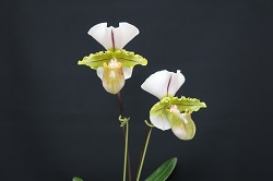 paph.spicerianum