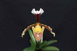 paph.barbigerum var. lockianum