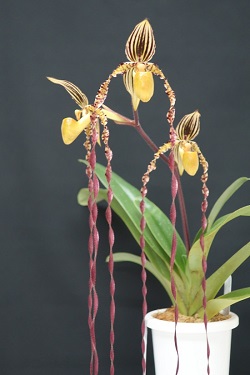 paph.Michel Koopowitz