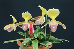 paph.helenae