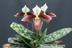 paph.purpuratum