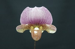 paph.charleswothii 'Excelent'