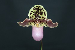 paph.henryanum 'Pointer'