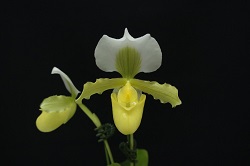 paph.barbigerum f. album 'Haru'