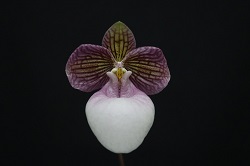 paph.micranthum 'Pinky'