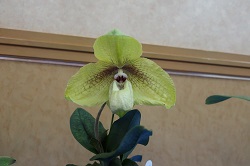 paph.Shun-Fa Golden 'Kashiwa'