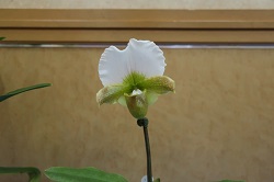 paph.Westeun Sky' 'Casa Blanca'