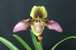 paph.esquirolei 'Teewon'