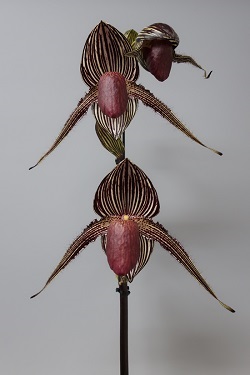 paph.rothschildianum