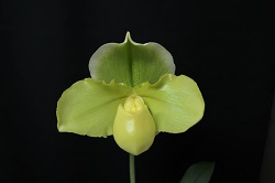 paph.Golden Hero 'East River'