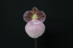 paph.micranthum 'Grimgerde'