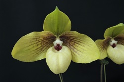 paph.Shun-Fa Golden 'Iga'