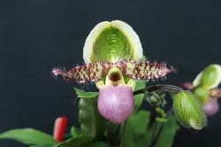 paph.liemianum 'Maciura Ruriko'