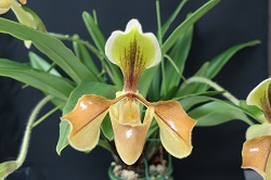 paph.villosum 'Goyu'