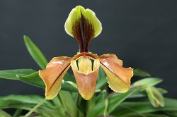 paph.villosum 'Kamira'