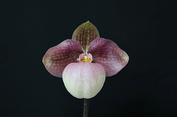 paph.Liberty Taiwan 'Froh'