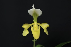 paph.villosum f.album 'East River'