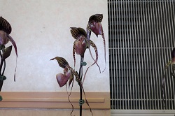 paph.Bouilly Port×anitum