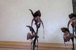 paph.wossner black wings
