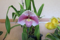 paph.Premium Magic