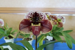 paph.Rockn Roll 'East River'