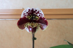 paph.Millennium×Eyecatcher