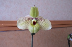 paph.Memoria Larry Heuer 'Saga'