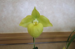 paph.Norito Hasegawa (alba foam)